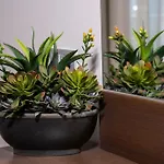 Epavlis Eleftheriadi